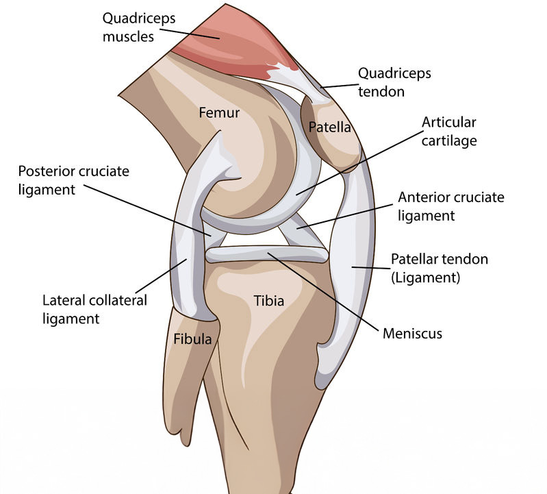 patellar tendon